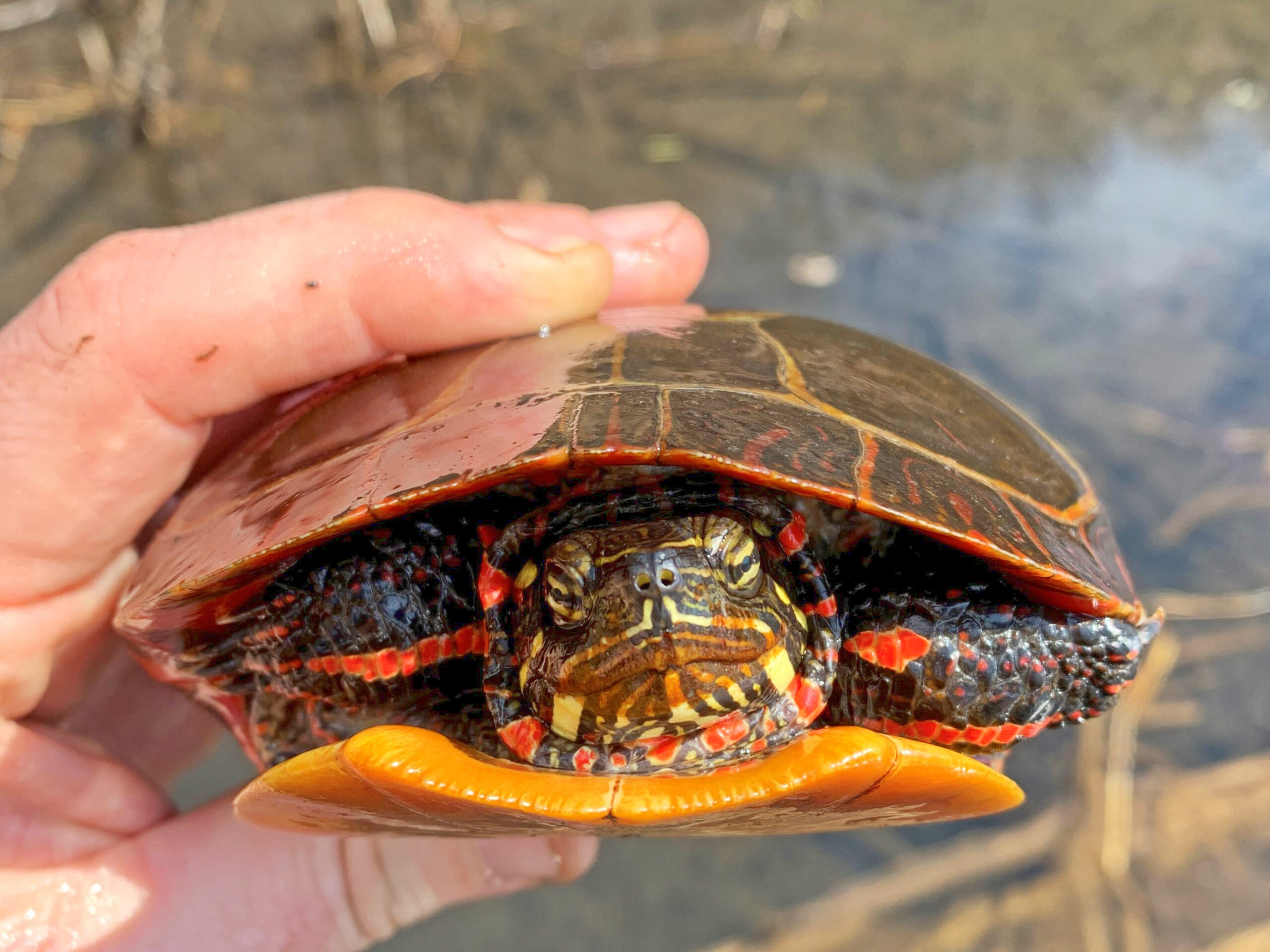 Bringing home a native Vermont wild turtle to keep as a pet is illegal because it can be harmful for the individual animal and local turtle populations.