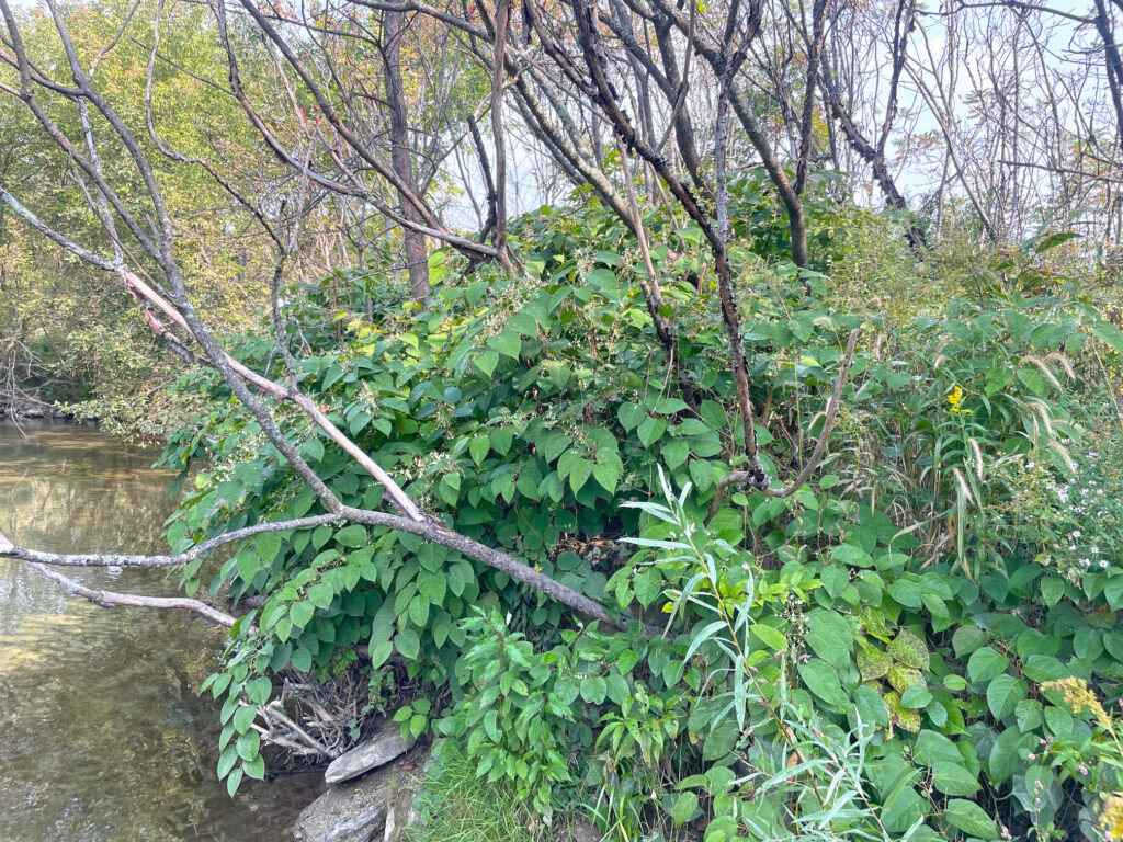 Japanese knotweed on the bank of Lewis Creek in Starksboro. Photo credit: Kate Kelly